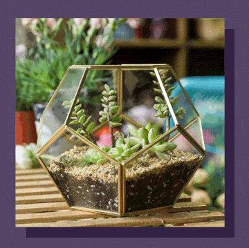 coffee maker, iphone charger, dopp kit, terrarium