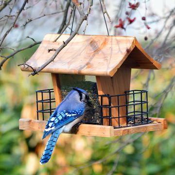 bluejay eating from bird feeder
