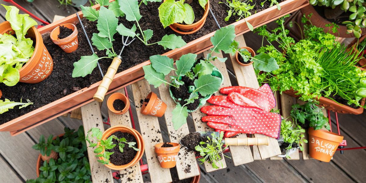 looking down at plants in pots garden gloves and tools looking down at plants in pots garden gloves and tools