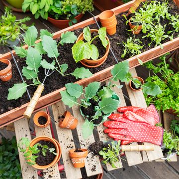 looking down at plants in pots garden gloves and tools