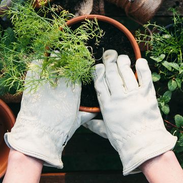 hands in gardening gloves potting plant