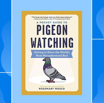 i feel like were being watched funny birdwatching coffee mug, rosemary moscos a pocket guide to pigeon watching, and woodlink wooden bluebird house