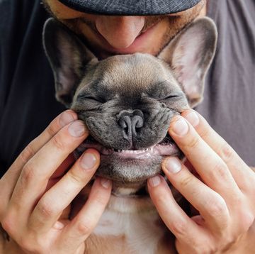 man scrunching up the face of his small dog so it looks like the dog is smiling man scrunching up the face of his small dog so it looks like the dog is smiling