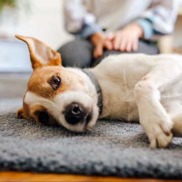 dog laying on rug