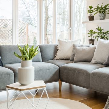 grey sectional sofa with pillows and throw blanket in modern living room with green plants