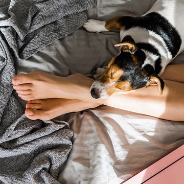 dog lying on bed with owner