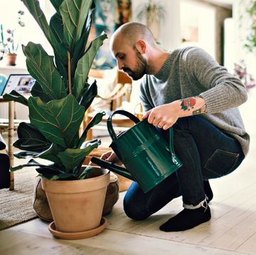 man using metal watering can to water fiddle leaf fig plant in apartment