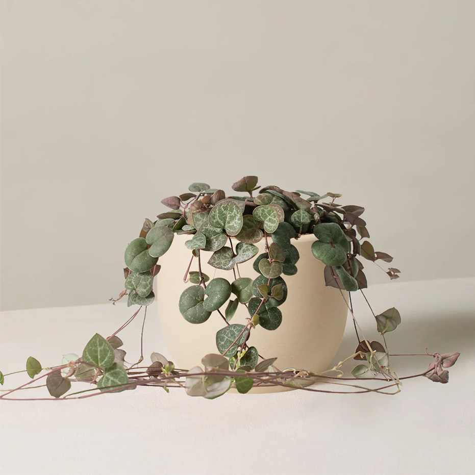 String of Hearts