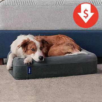 casper dog bed plush memory foam casper dog bed plush memory foam